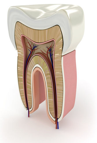 Endodontie: Ablauf der Wurzelkanalbehandlung